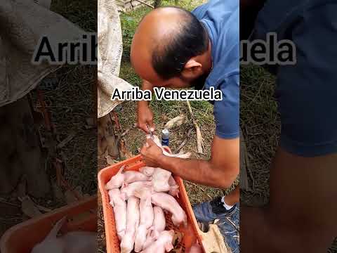 camada de 13 lechones de la raza landrace con duro Venezuela cerdos bebes viral