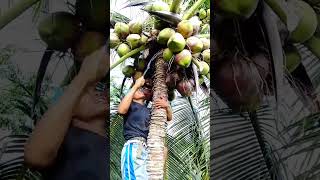 Download lagu Skill panjat kelapa #petani #petanimuda #petanikelapa  #fruit #kelapa #coconut #kopra #shorts #fyp mp3