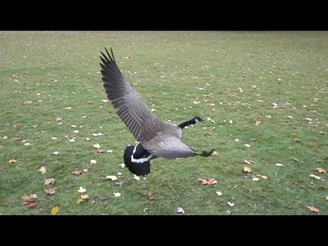 Goose Flying In Slow Motion Stock Video