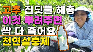 천연살충제 이것 뿌려주면 텃밭 진딧물 깍지벌레 다 죽습니다 고추농사 고추재배