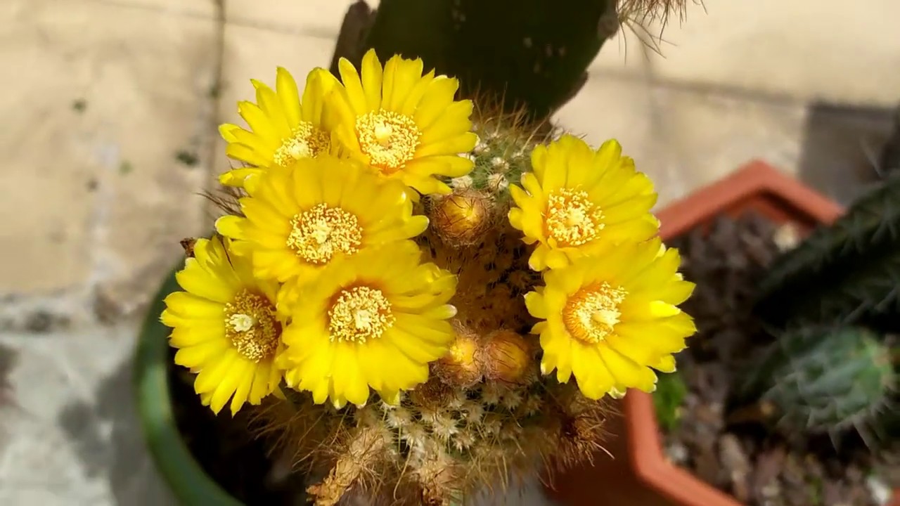 Parodia concinna  cactus Review