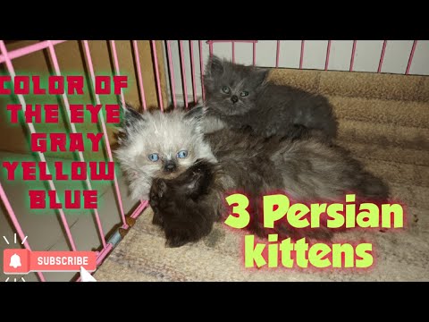 3 kinds eyes color of 3 Persian kittens  #British
