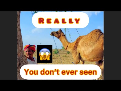 You don’t seen ever #desert #rajasthan #animals #sand