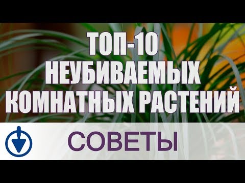 Комнатные растения: ТОП-10 неубиваемых цветов для дома