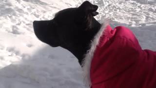 CANADA - A snow day in Halifax