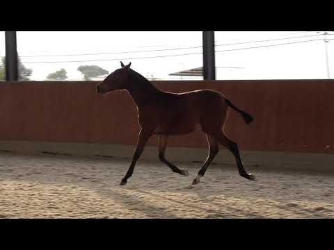 201113 6 Quadrilha das Faias   Zaira x Escorial