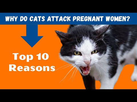 Why Do Cats Attack Pregnant Women (10 Reasons)