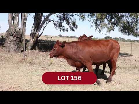 LOT 156