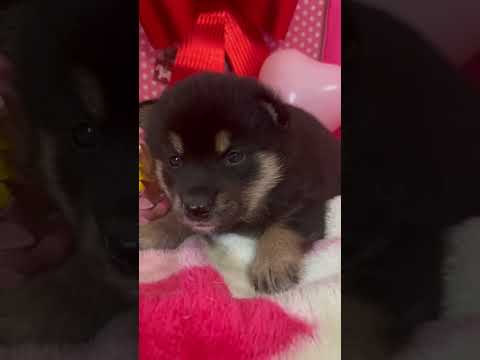 なぜ鶏にタイムを与えるのでしょうか？ブリーダーはそれをどのように利用して、その 3 つの驚くべき利点を享受しているのでしょうか?  庭園