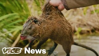 Why Mass Animal Killings Are Used To Save Endangered Species