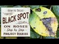 ★ How to: Treat Black Spot on Roses (A Complete Step by Step Guide)