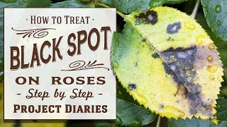 ★ How to: Treat Black Spot on Roses (A Complete Step by Step Guide)