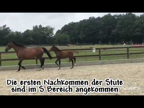 Hengstfohlen 2023   Diamond First x Lauries Crusador x Wendekreis