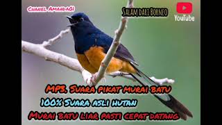 Download lagu Mp3.Suara pikat murai batu di jamin ampuh.@amanda013 mp3