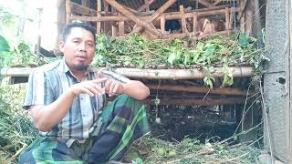 Download lagu kambing dere kawin paksa bisa bunting, ini caranya mp3