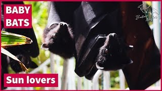 Baby bats love sunshine [Update on the four boys]