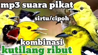 Download lagu kutilang ribut....!!! kombinasi sirtu/ cipoh paling jahat Anti zoonk mp3
