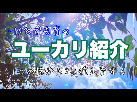 観葉植物としてのユーカリ:どの種類が適していますか? 植物