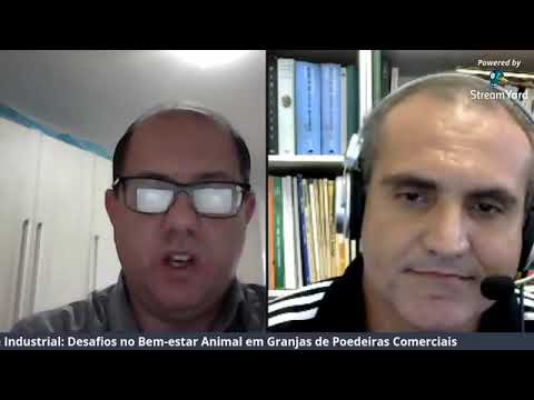 Desafios do Bem-estar Animal em Granjas de Poedeiras Comerciais