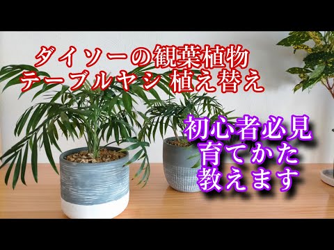 ドワーフヤシ、マウンテンヤシ、チャメドレア、チャメドレア エレガンス