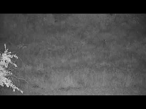 Djuma: Genet in the distance - 23:22 - 04/02/21