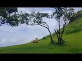 Travel Pisso Travel To Fined Elephant Head Mountain Sri Lanaka Listening Nature Voice