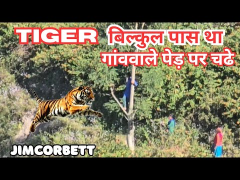 Tiger पास था | गांववाले पेड़ पर चढे | Jimcorbett का सबसे खतरनाक गांव #wildlifewithsaket #Tiger 