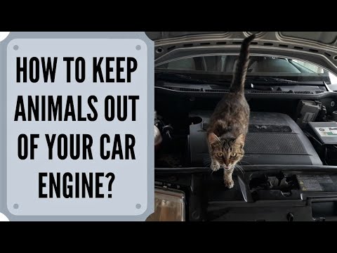 How To Keep Animals Out Of Your Car Engine Bay? (cats, mice, and other rodents)