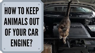 How To Keep Animals Out Of Your Car Engine Bay? (cats, mice, and other rodents)