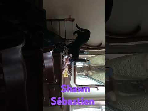 Introducing recruit Shawn Sébastien