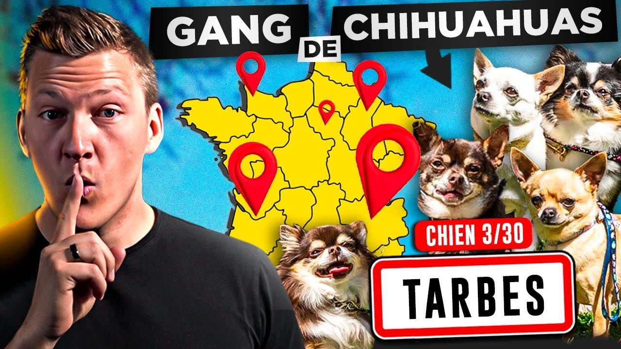 Chien qui aboie (ils n’arrêtent pas d’aboyer, comment les calmer ?)  Jour 3