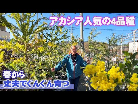 園芸 ペーパーブッシュ、ゴールドフラワーエッジワーシー