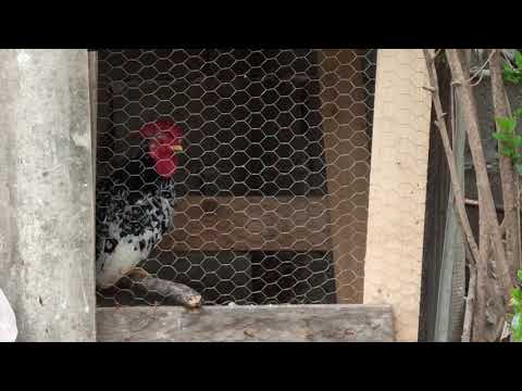 Knusi duke këndu  #shorts