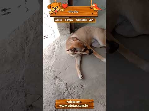 Vídeo de chacha