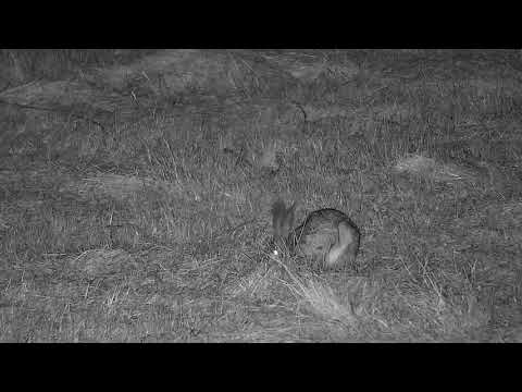 Djuma: Scrub Hare feeding and grooming - 20:40 - 09/02/21