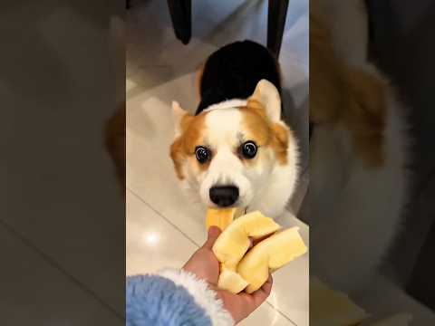 Quem é o seu favorito A história divertida do pão🐭💛🥖✨