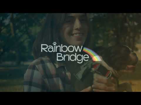 The Original Rainbow Bridge Poem by Edna Clyne-Rekhy: A Heartfelt Tribute to Beloved Pets