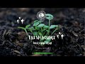 AFROHOUSE SOUTHAFRICAN BEAT FRESH BOUNCE INSTRUMENTAL 2022