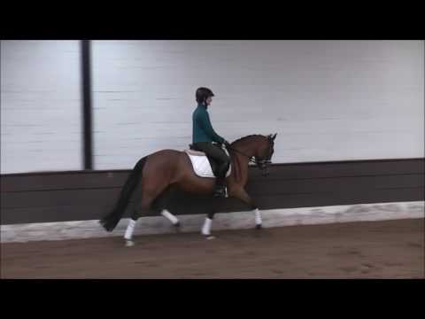 CAPPUCCINA St. v. Nemax- Sambesi angeritten VB 4.000,- Euro