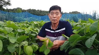 서리태 백태 최고로 잘되게 순자르고 노린재 방재와 다수확하는 방법