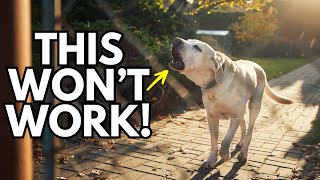 Is THIS Why Your Dog Training Isn't Working? The Dog Threshold Mistake