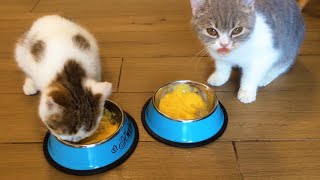 Breakfast of Cats Cute Kittens eat Food Animals TV
