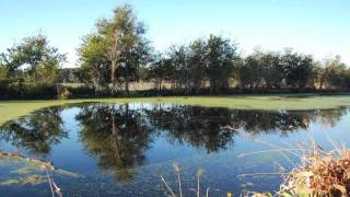preview picture of video 'Brazos Bend State Park Morning Walk'
