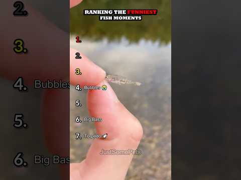 Classement des moments les plus drôles concernant les poissons, partie 5