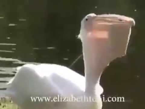 Hungry Pelican eats a Pigeon