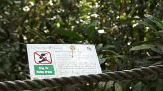 preview picture of video 'Bukit Timah Nature Reserve Documentary'