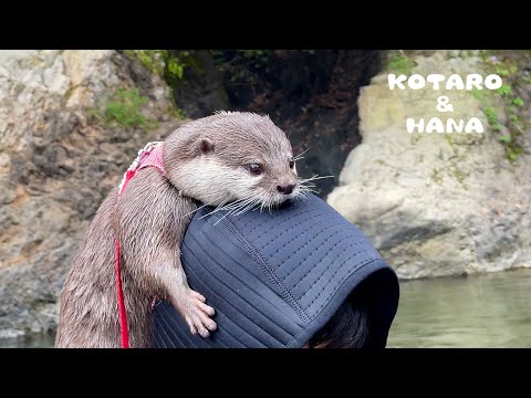 A Fight Breaks Out Between Female Otters While Camping