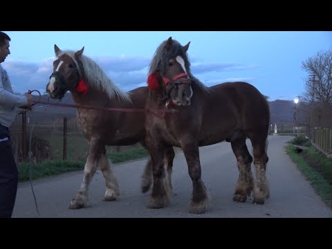 Caii lui Claudiu de la Tebea, Hunedoara - 2023 Nou!!!