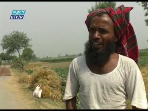 মেহেরপুরে গমের বাম্পার ফলন পাচ্ছেন কৃষকরা | ETV News