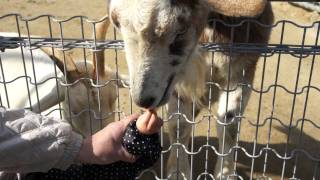 preview picture of video '大阪市　天王寺動物園　やぎ　 Osaka City Tennoji Zoo　2012/02/19'